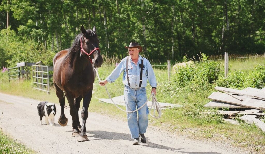 farmer walking his percheron horse - ee220320