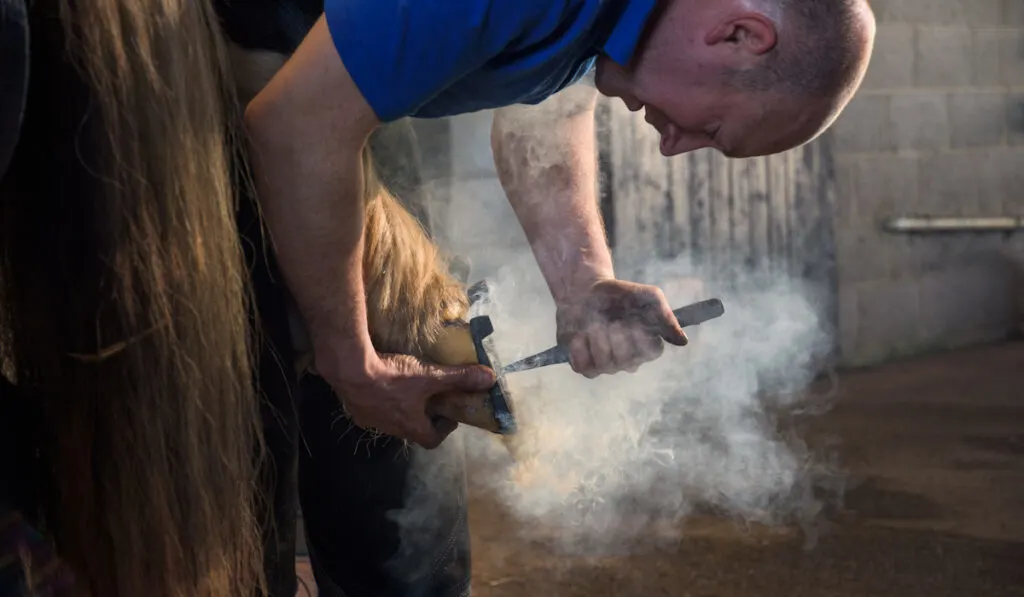 farrier fitting horse shoe