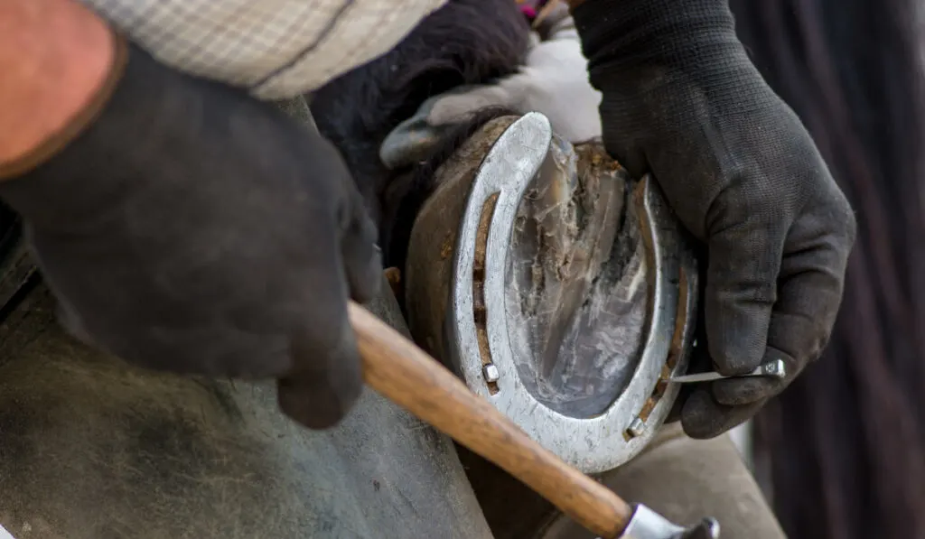 farrier man shoeing a horse
