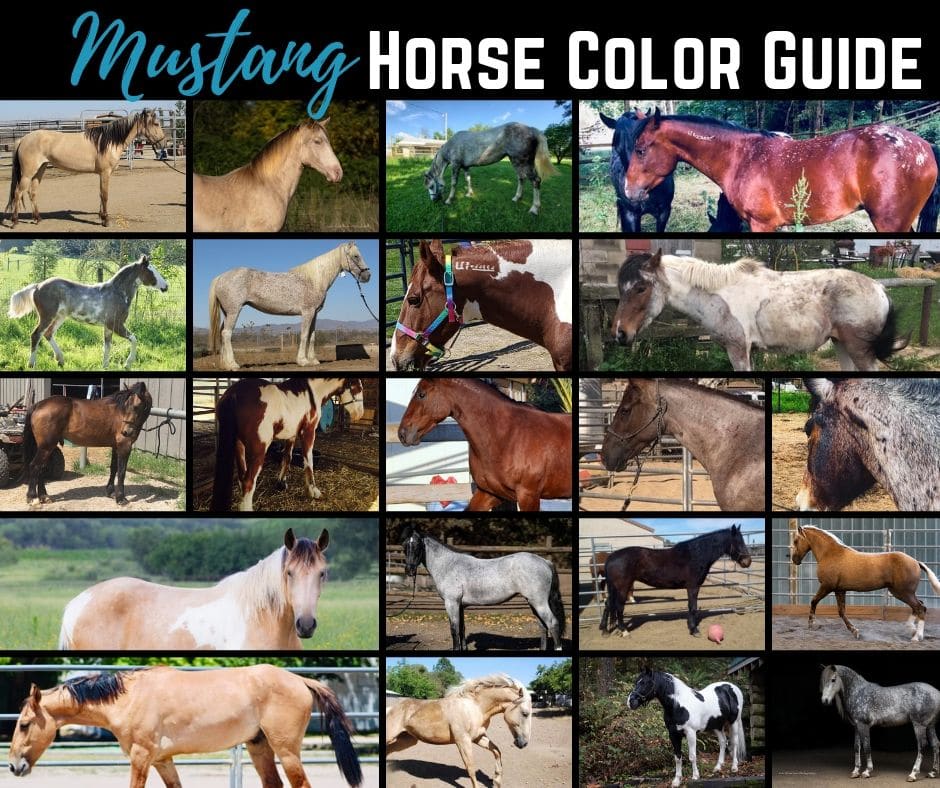 horse color guide mustang horses in almost every color