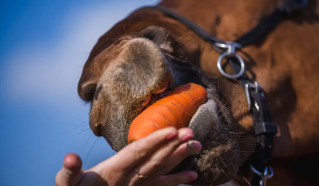 feeding a horse with a carrot