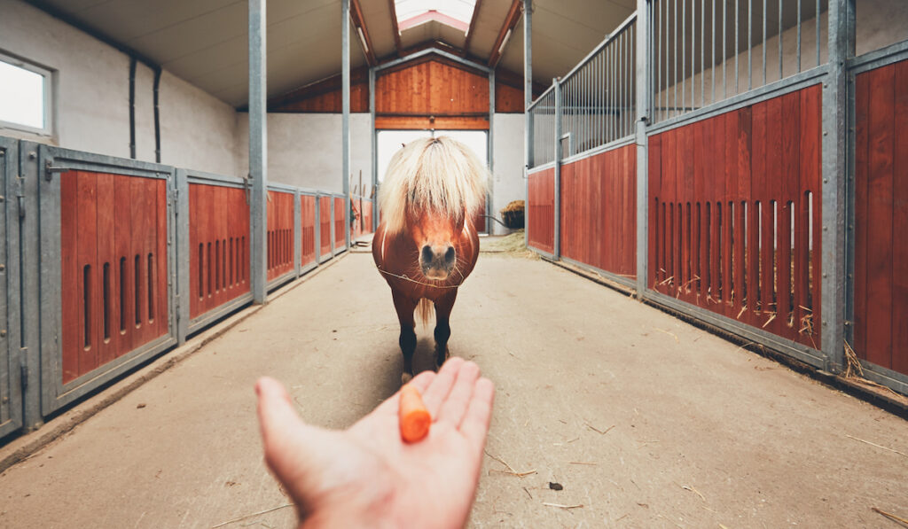 feeding a miniature horse at stable