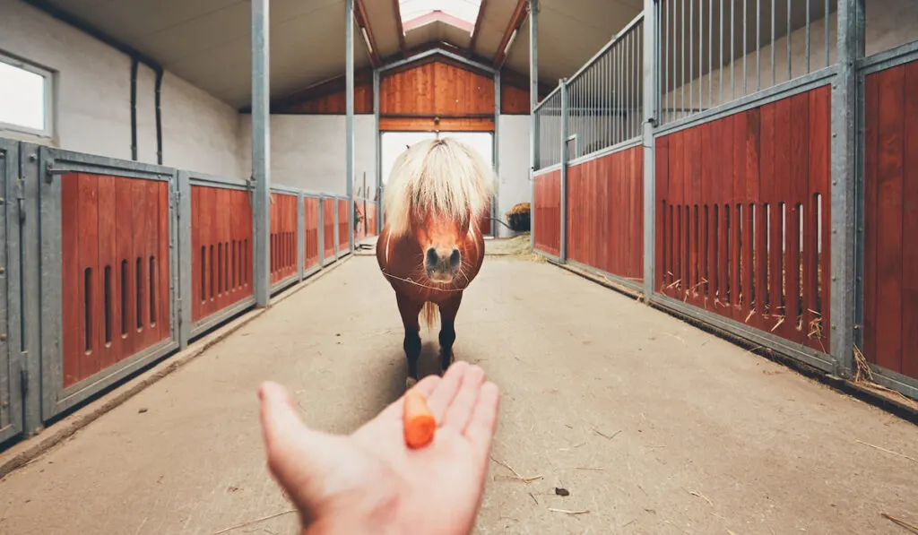 feeding a miniature horse