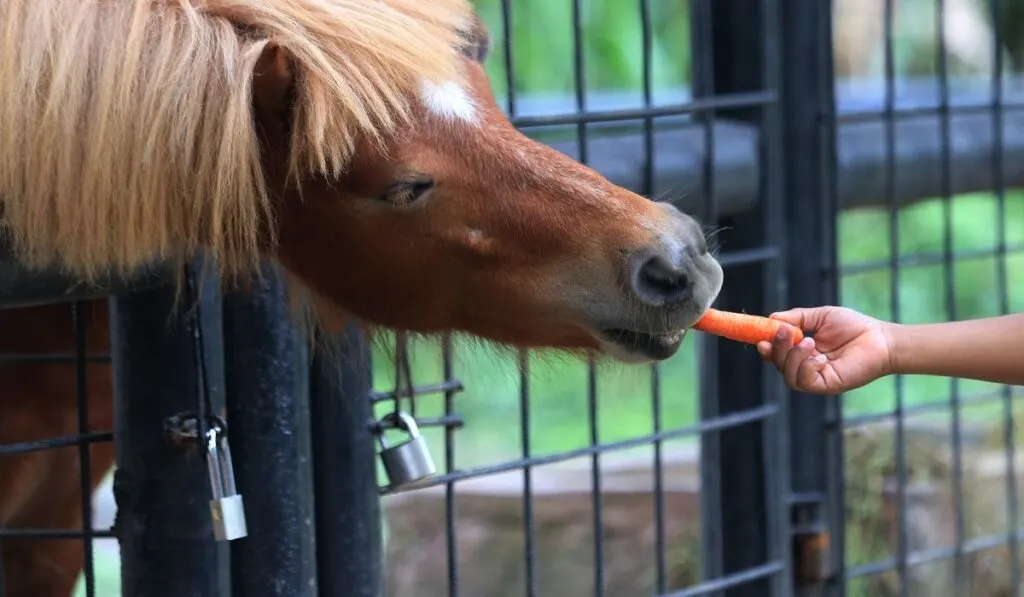 feeding pony with a carrot