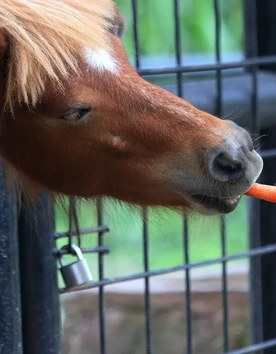 feeding pony with a carrot