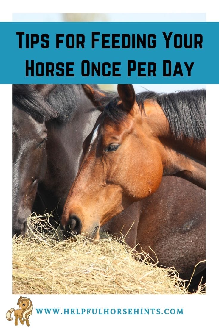 Tips for Feeding Your Horse Only Once Per Day Helpful Horse Hints