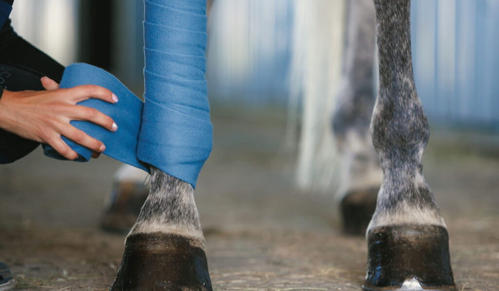 female hands putting some polo leg wraps to grey color horse