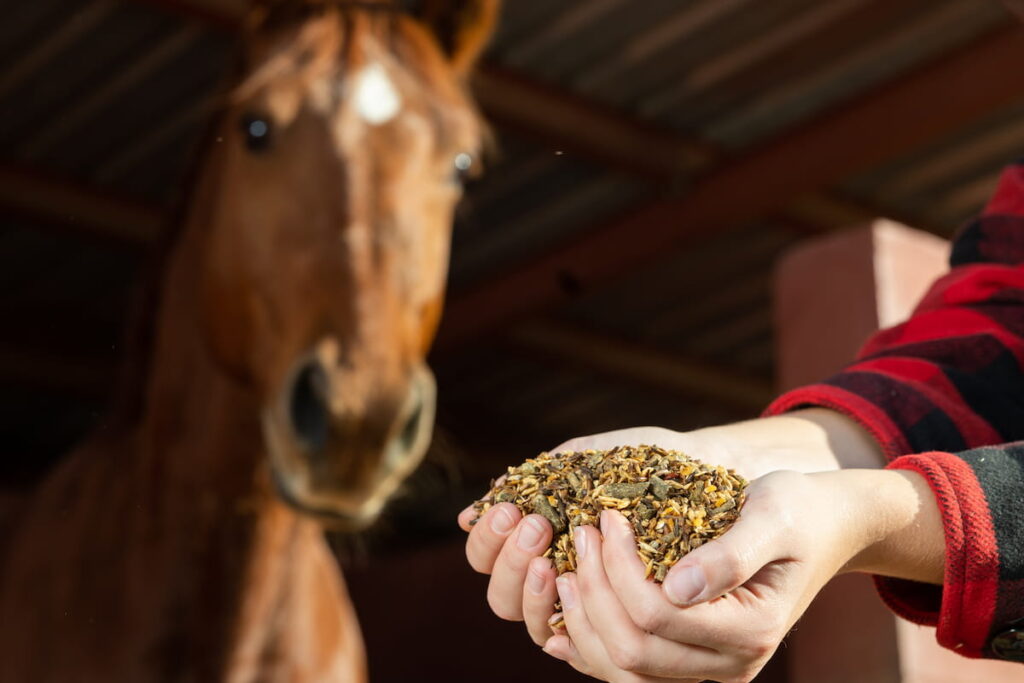 female holding feeds with corn, barley, oats grain to feed the brown horse at stables 