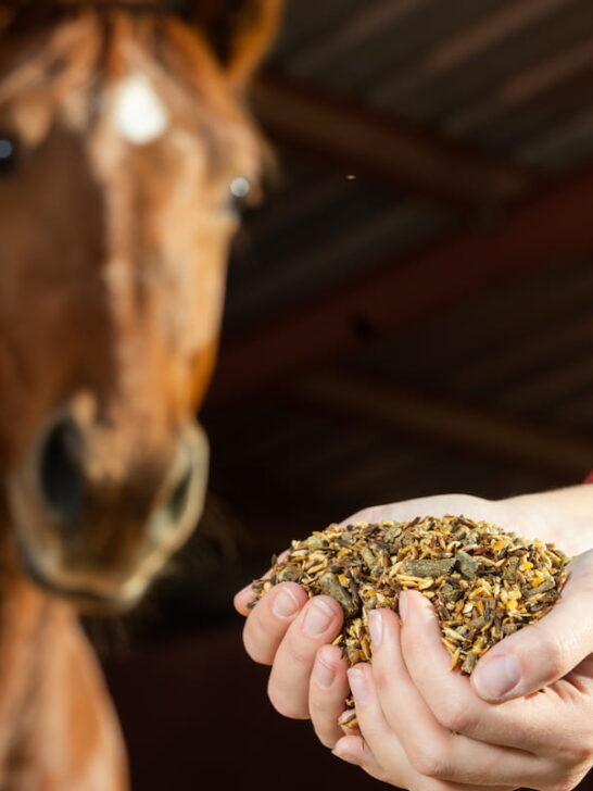 female holding a horse feed