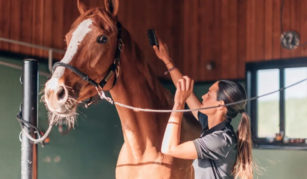 female instructor rider taking care of purebred in horse farm - broodmare daily activity