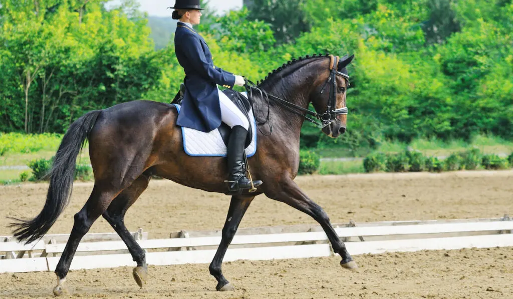 female jockey riding her horse performing advanc dressage test