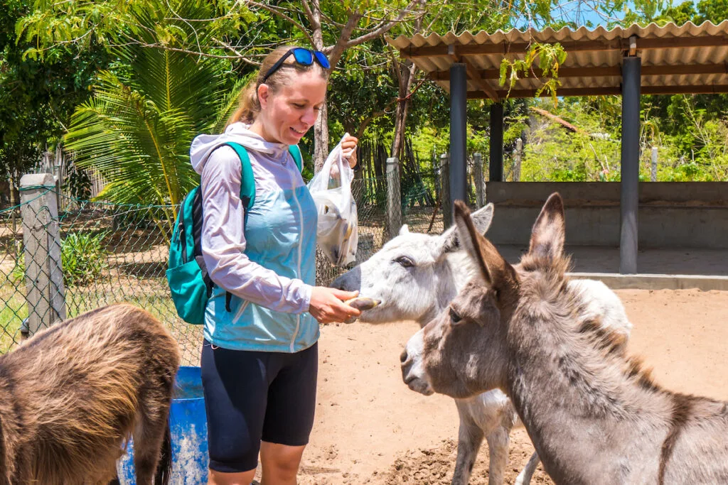 female tourist feeding donkeys