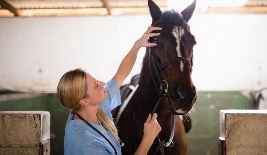 13 Ways to Tell If a Horse Is Pregnant Helpful Horse Hints
