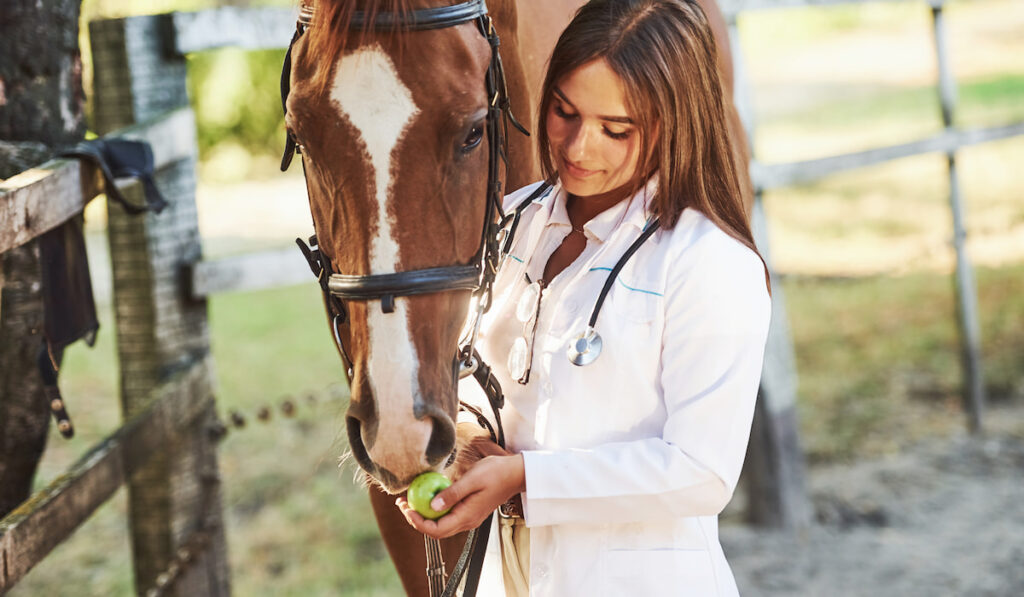 female vet feeding horse an apple 