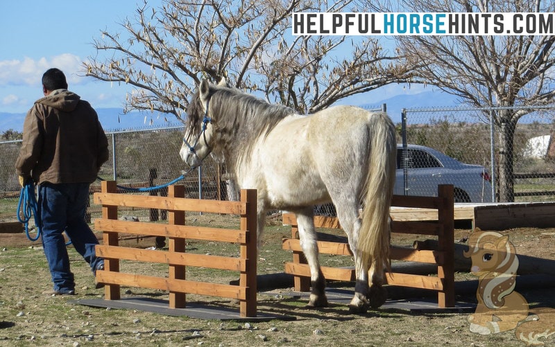 horse going through squeeze obstacle