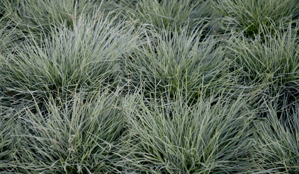 Blue idaho fescue grass