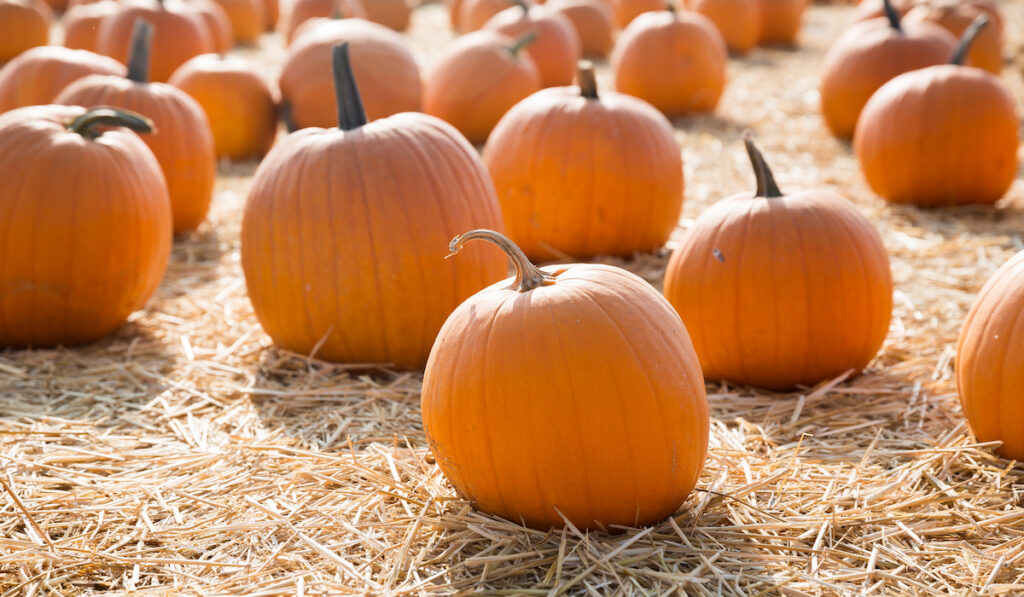 field of pumpkins