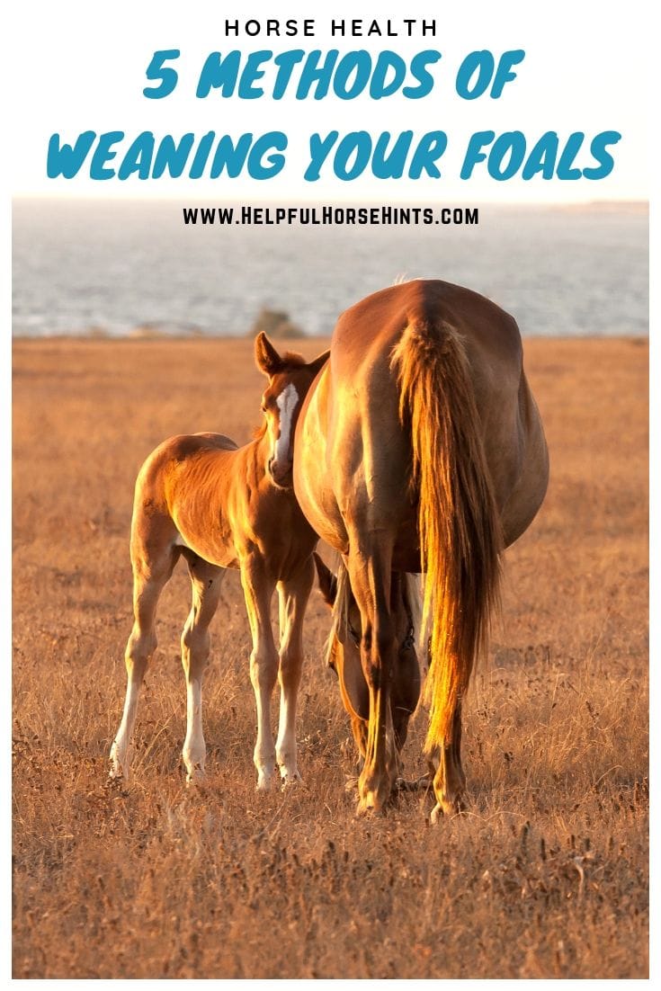 Best Way to Wean a Foal A Look at 5 Different Methods Helpful Horse
