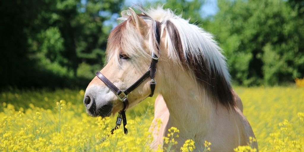 fjord horse in a field