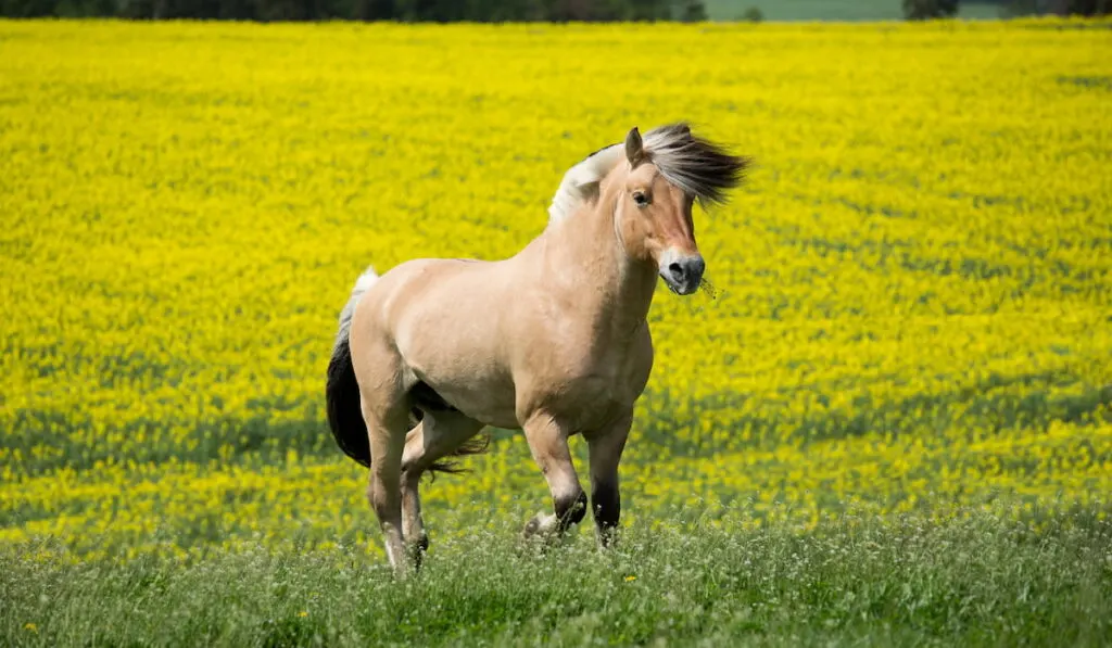 fjord horse running on pasture