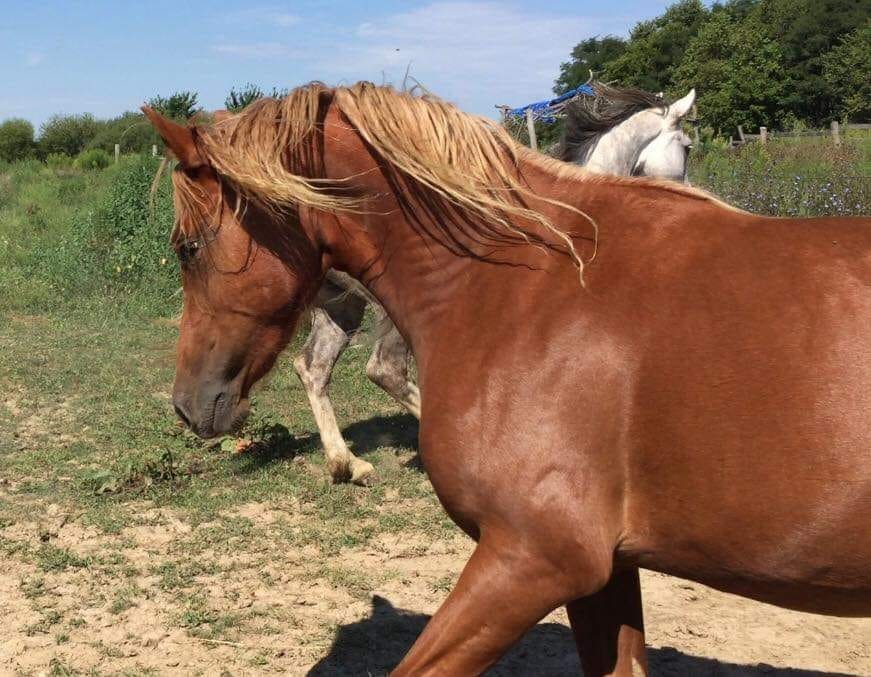 Flaxen Chestnut Mustang with other horse roaming in the field