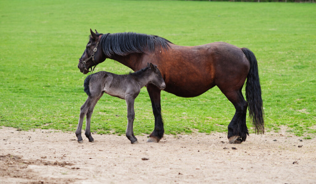 Horse child with mother in green grove.