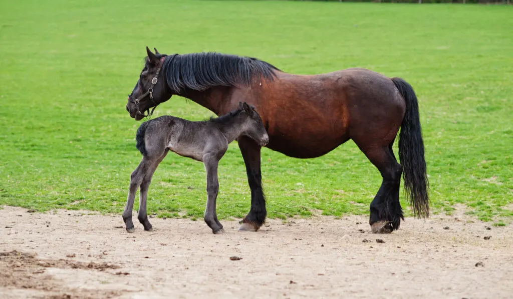 Horse child with mother in green grove.