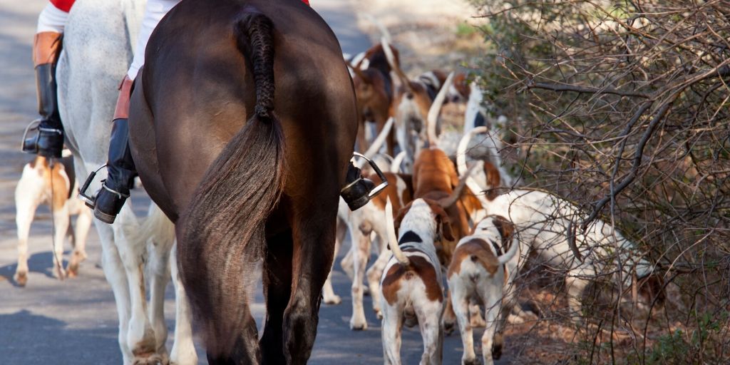 foxhounds going out for a hunt with horses and riders