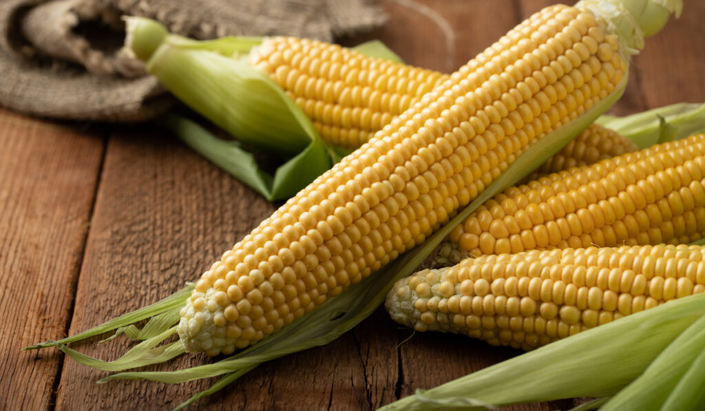 fresh corn on cobs photograph