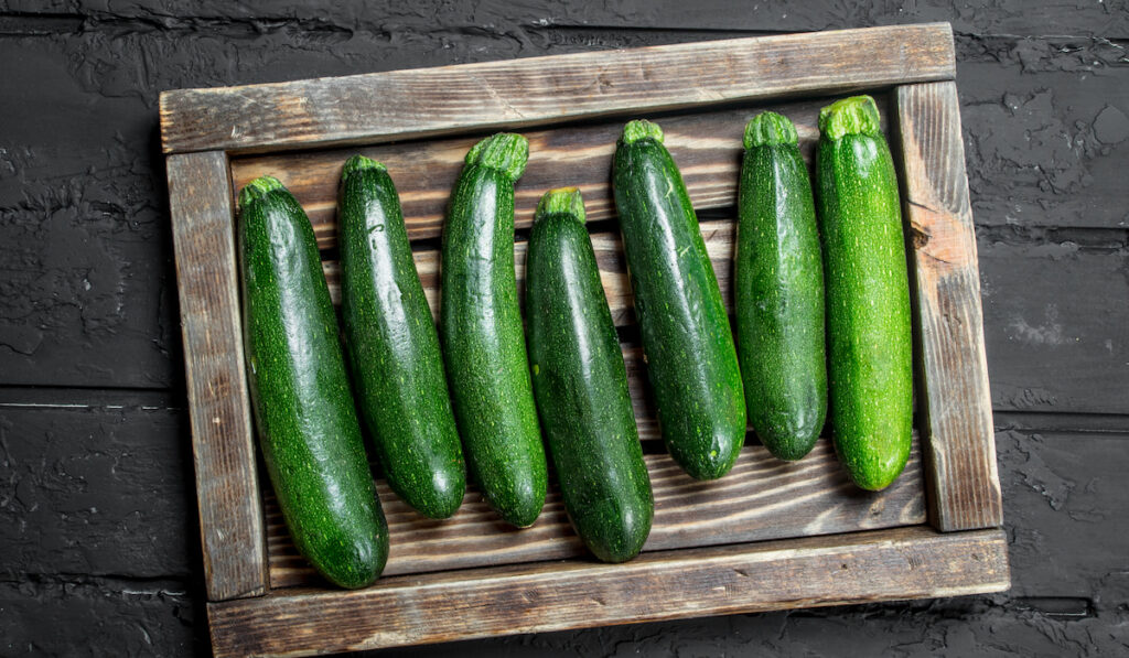 fresh zucchini