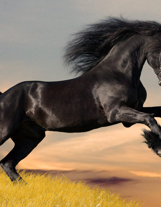 friesian horse jumping at sunset