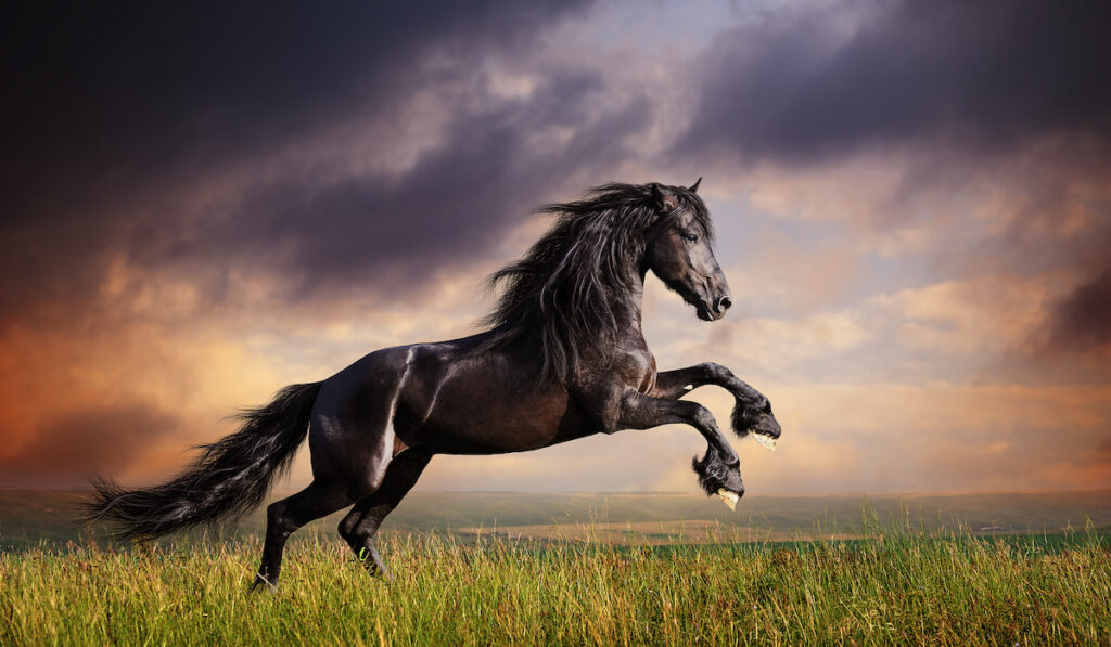 friesian horse on the open