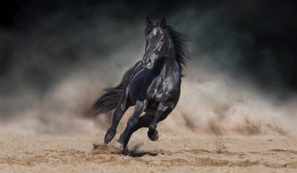 friesian horse running