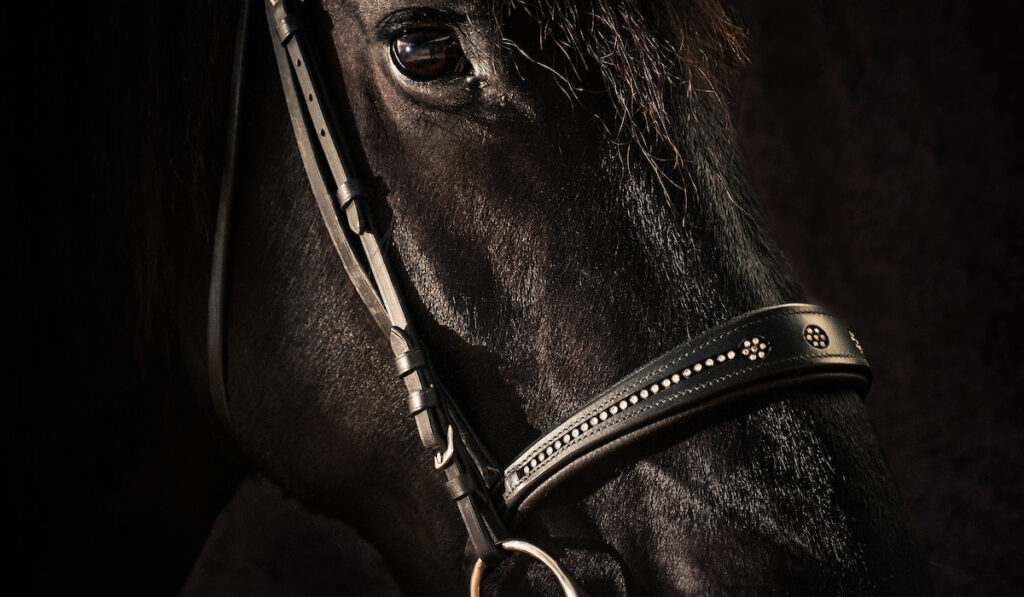 Friesian Horse Colors - Black, Chestnut and White - Helpful Horse Hints Friesian Horse Colors - Black, Chestnut and White - Helpful Horse Hints