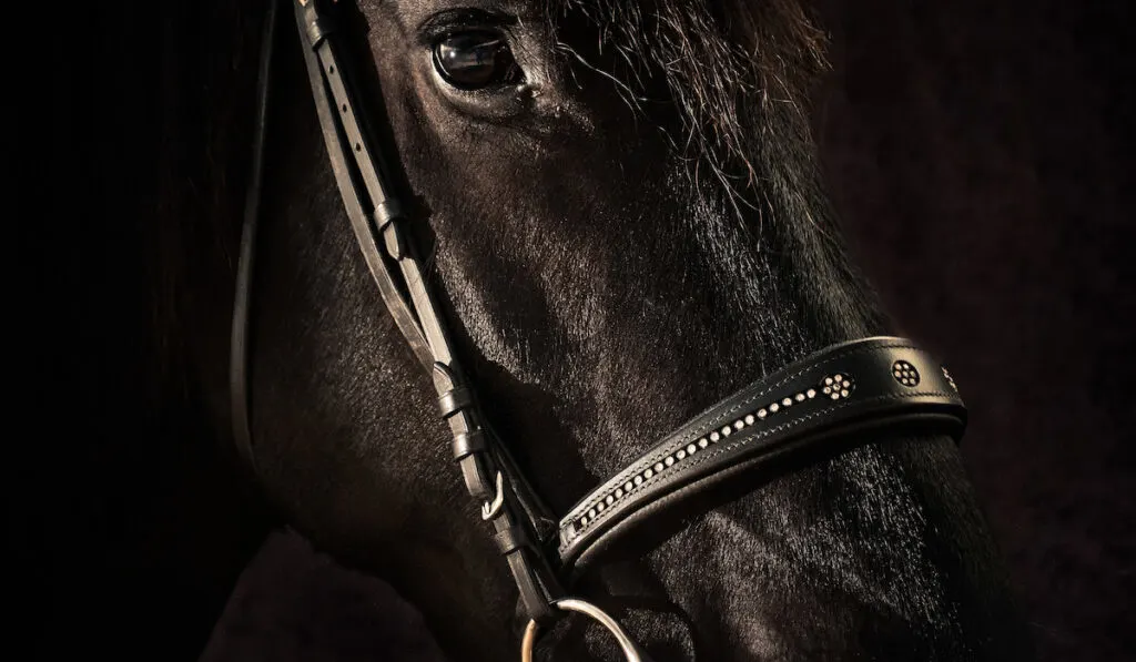 Friesian Horse Colors - Black, Chestnut and White - Helpful Horse Hints