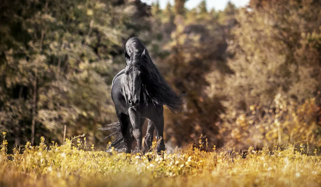 friesian horse treading