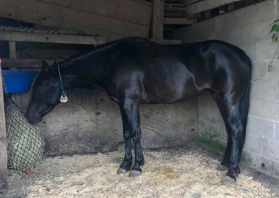 Black BLM Mustang mare from Frisco HMA