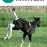 pin image, black and white filly