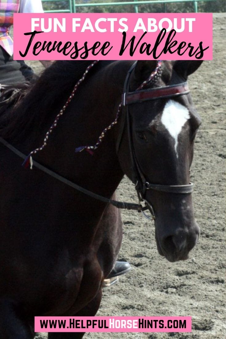 11 Terrific Facts about the Tennessee Walker Horse Helpful Horse Hints