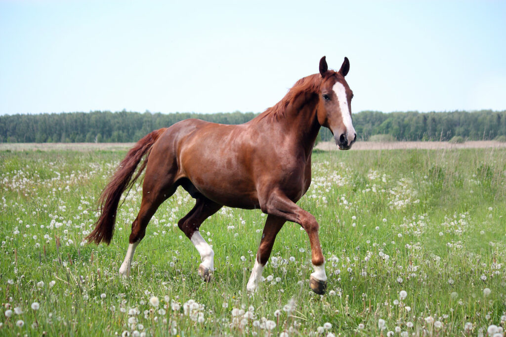 gaited brown horse grazing on the field