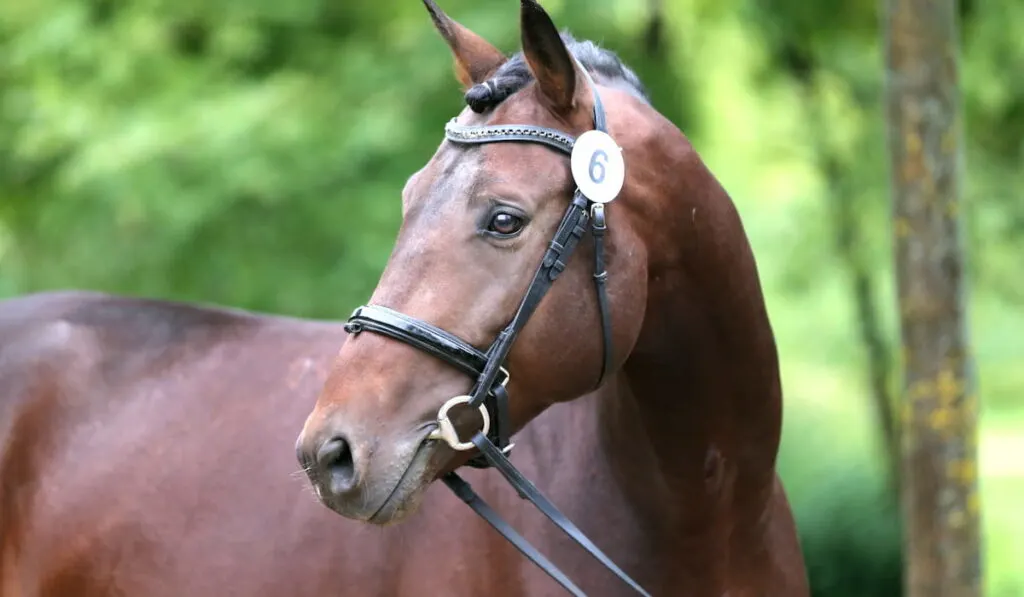 gaited brown paso fino stallion horse