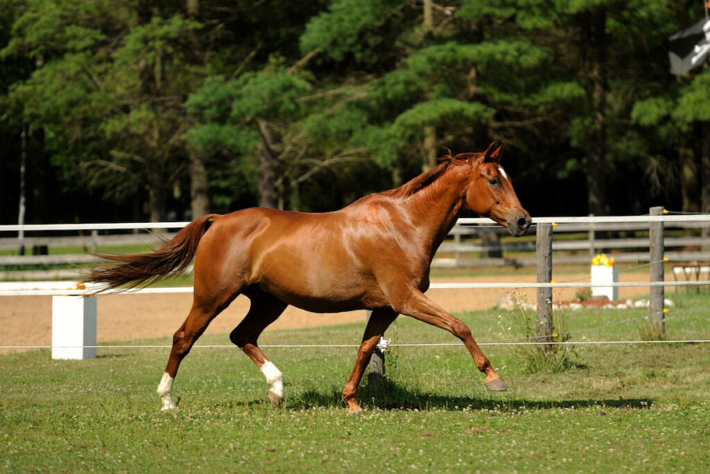 gaited chestnut horse purebred oldenburg horse free running in field paddock 