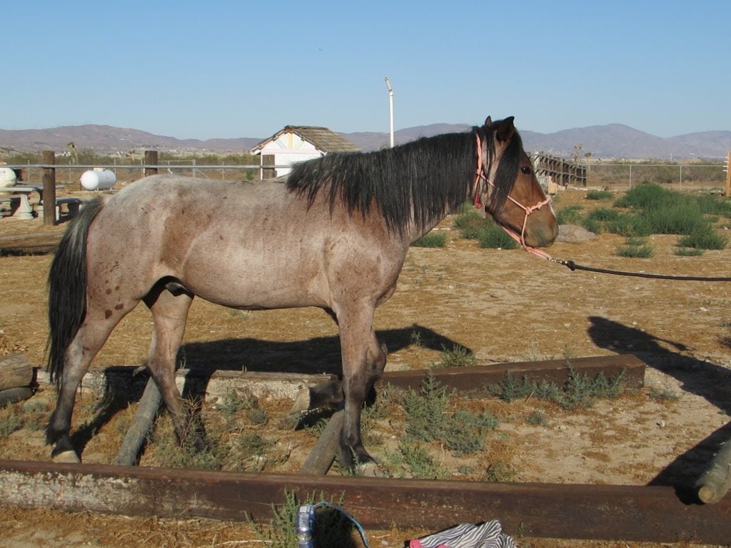 photo of a gelding