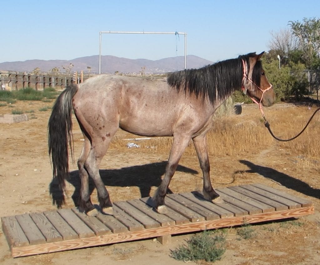 photo of a gelding