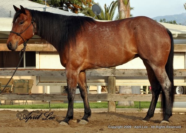 bay american quarter horse