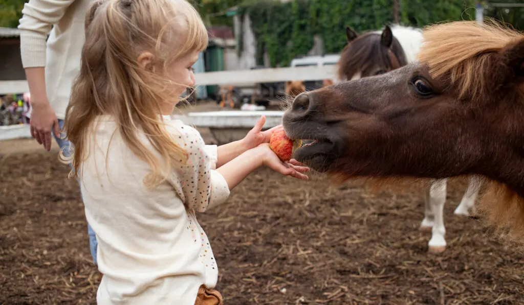 girl feeding horse with carrot