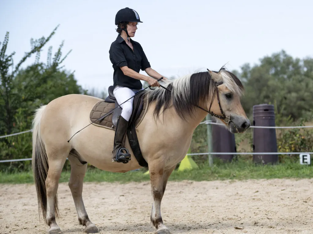 girl training her young Fjord Horse