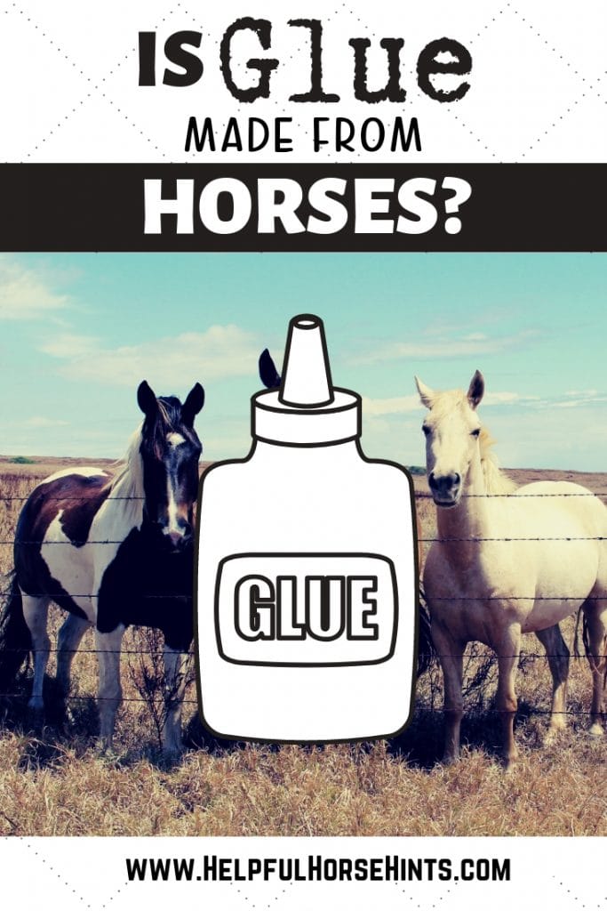Is Glue Made from Horses? Growing up I always wondered.I now know the truth why so many cowboys talked about sending bad horses to the 