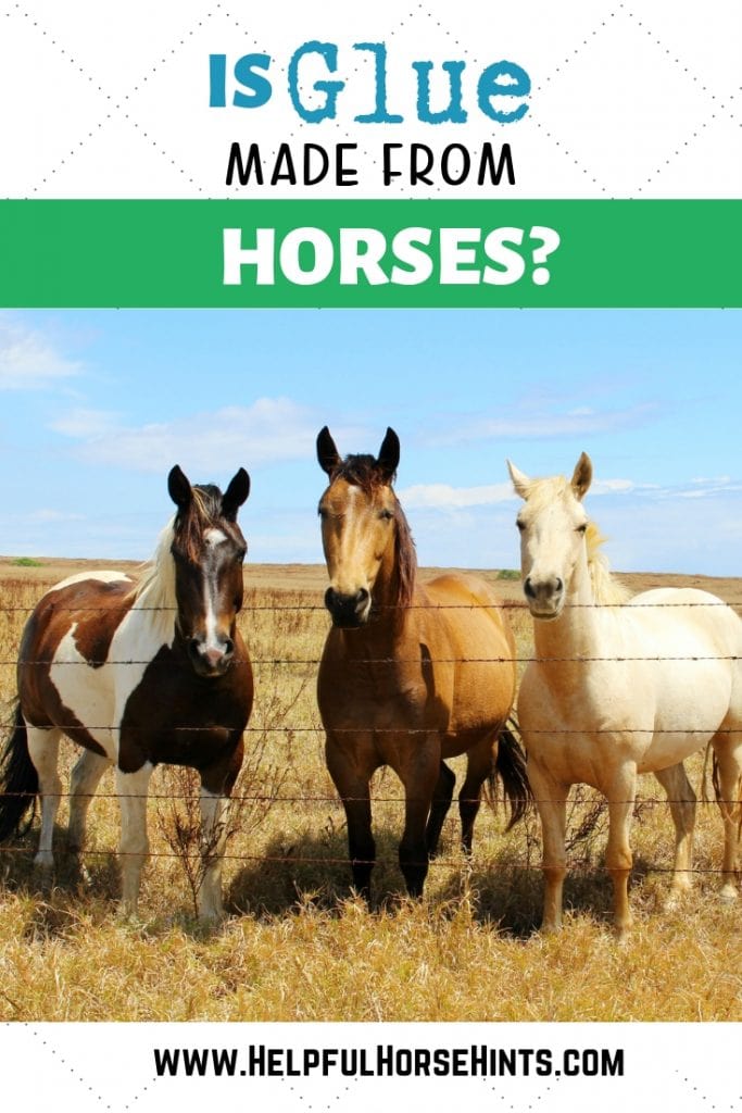 is glue made from horses?