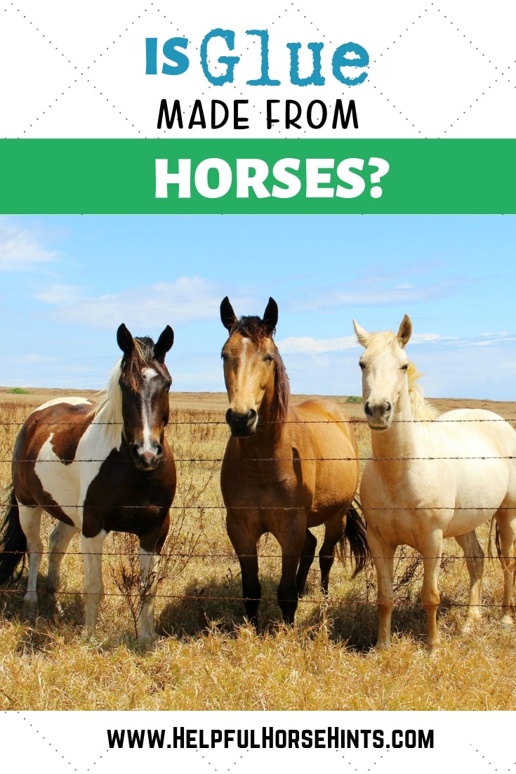 The Truth About Horses and Glue Facts & History Helpful Horse Hints